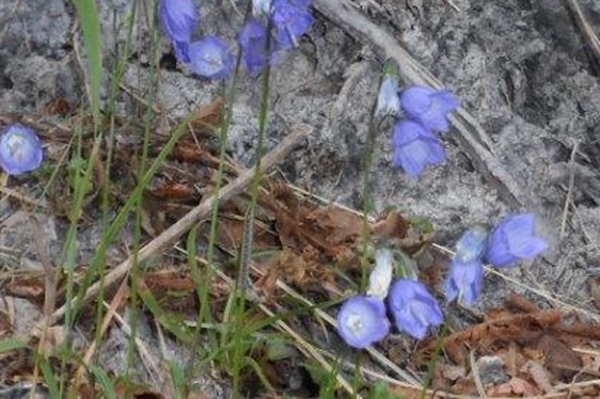 Cucullia campanulae